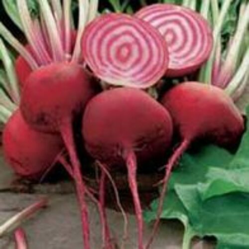 Mr Fothergill’s Beetroot Chioggia Product Image