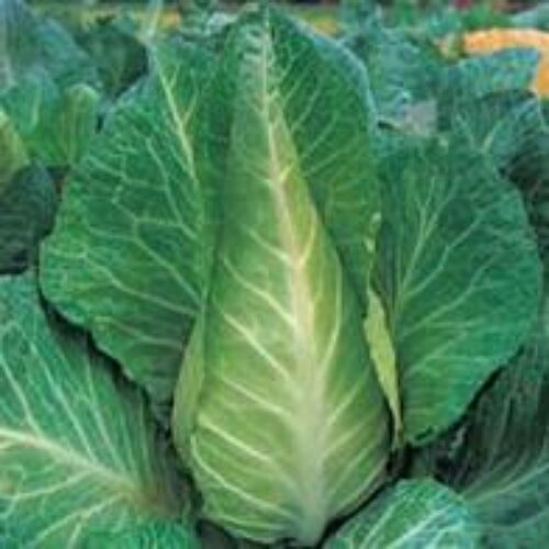 Mr Fothergill’s Cabbage Filderkraut Product Image