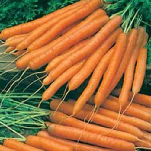 Mr Fothergill’s Carrot Amsterdam 3 (Sprint) Product Image