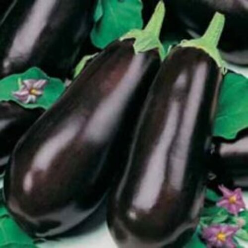 Mr Fothergill’s Aubergine Black Beauty Product Image