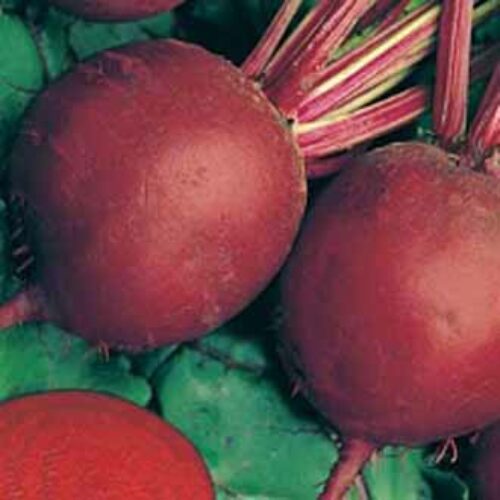 Mr Fothergill’s Beetroot Detroit 2 (Crimson Globe) Product Image