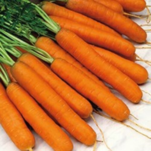 Mr Fothergill’s Carrot Norfolk F1 Product Image