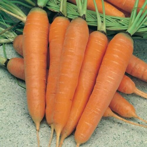 Mr Fothergill’s Carrot St. Valery Product Image