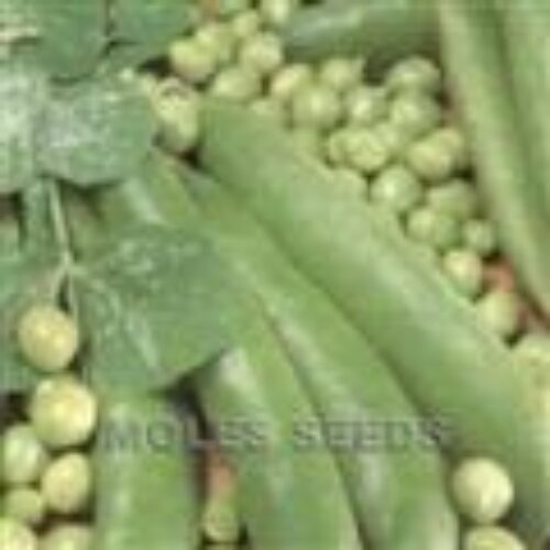 MOLES SEEDS PEA Alderman 1kg Product Image