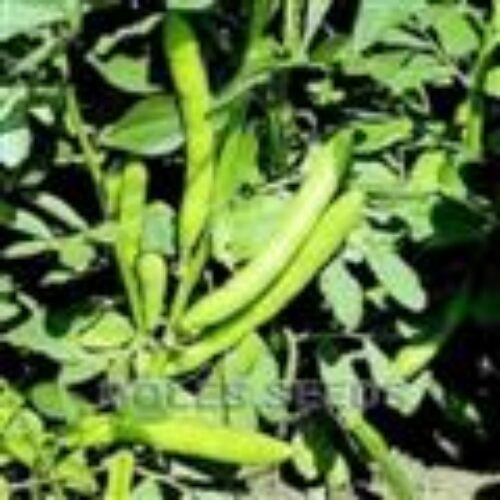 MOLES SEEDS BROAD BEAN Aquadulce 1kg Product Image