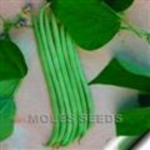 MOLES CLIMBING BEAN Blue Lake 500g Product Image