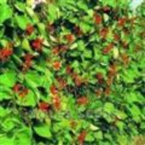 MOLES SEEDS RUNNER BEAN Enorma 1kg Product Image