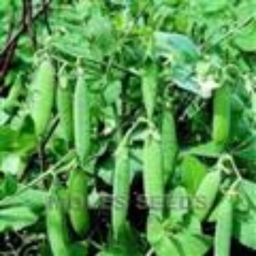 MOLES SEEDS PEA Kelevdon Wonder 1kg Product Image