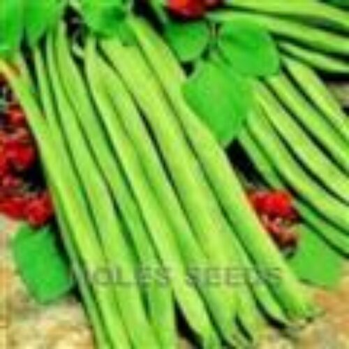 MOLES SEEDS RUNNER BEAN Lady Di 1kg Product Image