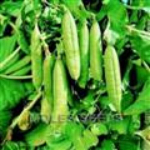 MOLES SEEDS PEA Onward 1kg Product Image