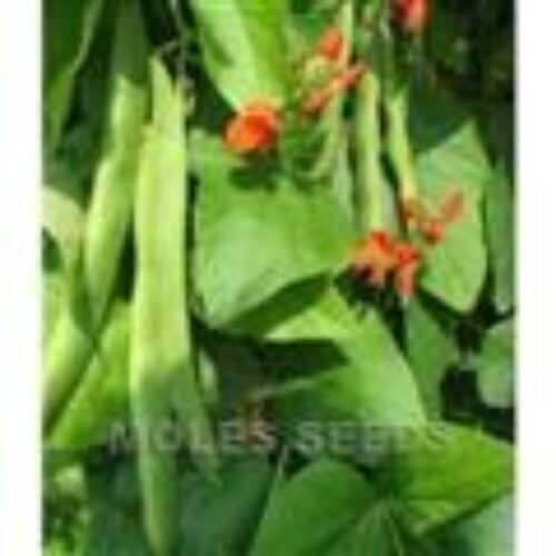 MOLES SEEDS RUNNER BEAN Scarlet Emperor 1kg Product Image