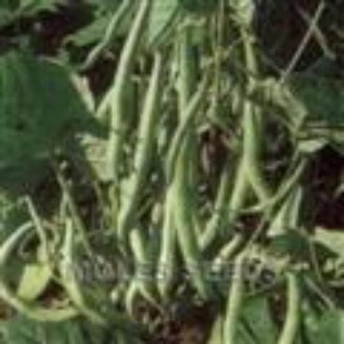 MOLES SEEDS DWARF FRENCH BEAN Tendergreen 1kg Product Image