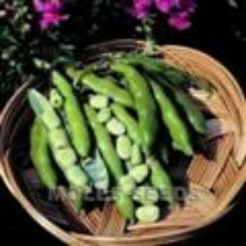 MOLES SEEDS BROAD BEAN The Sutton 500g Product Image