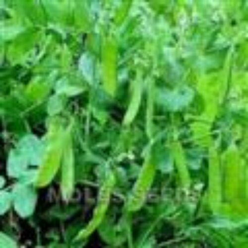 MOLES PEA Oregon Sugar Pod 1kg Product Image