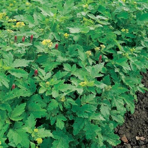 Mr Fothergills Green Manure Autumn/Winter Mix 100g Product Image