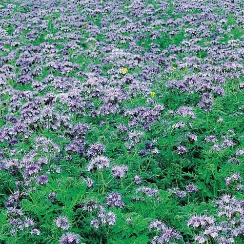 Mr Fothergillls Seeds Green Manure Phacelia Tannacetifolia 39g Product Image