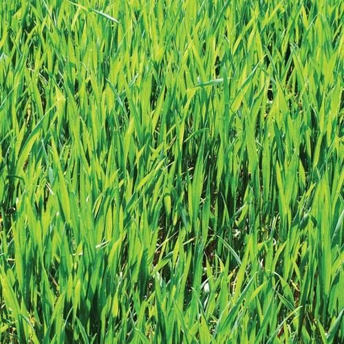 Mr Fothergills Green Manure Winter Rye 100g Product Image