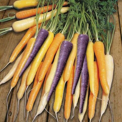 Carrot Harlequin F1 Seeds Product Image
