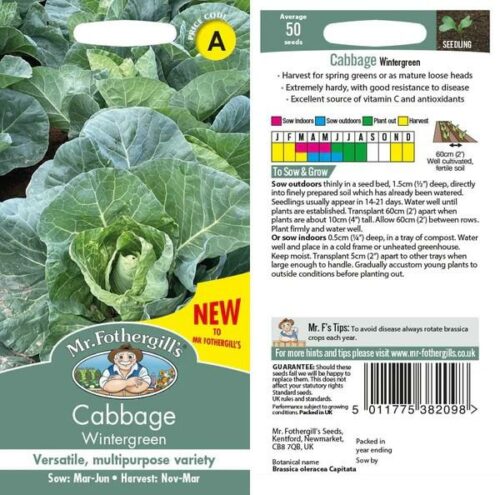 Cabbage Wintergreen Vegetable Seeds Product Image