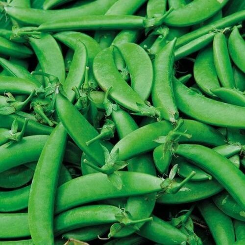 Pea (Snap) Nairobi Seeds Product Image
