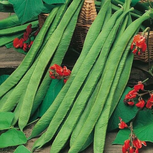 Runner Bean Polestar Seeds Product Image