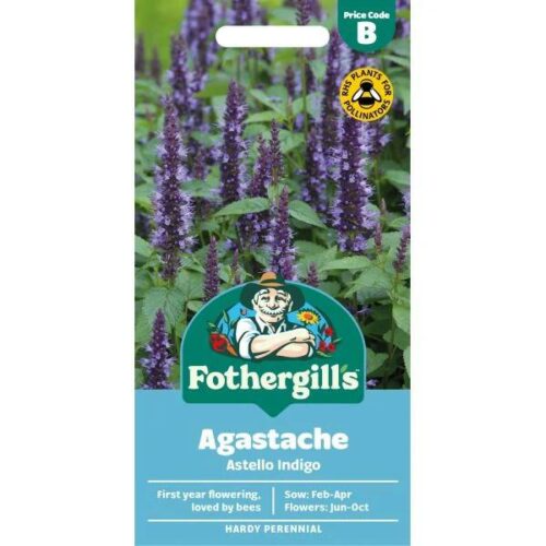 Agastache Astello Indigo Flower Seeds Product Image