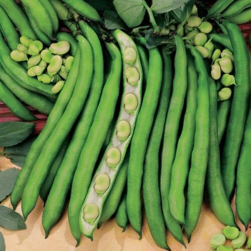 Broad Bean Superaguadulce Seeds Product Image