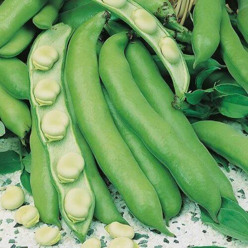 Broad Bean Witkiem Manita Seeds Product Image