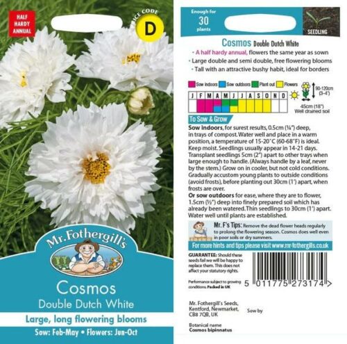 Cosmos Double Dutch White Product Image