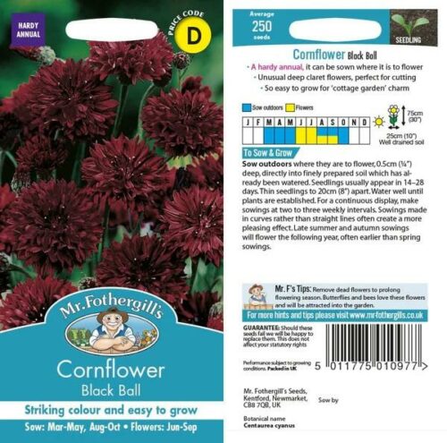 Cornflower Black Ball Seeds Product Image