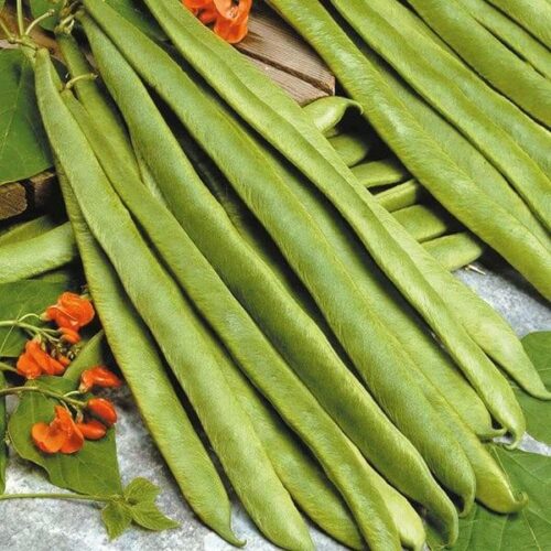 Runner Bean Scarlet Empire Seeds Product Image