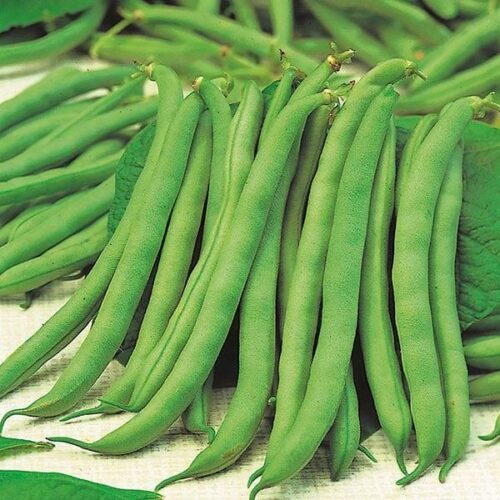 Dwarf Bean Tendergreen Seeds Product Image