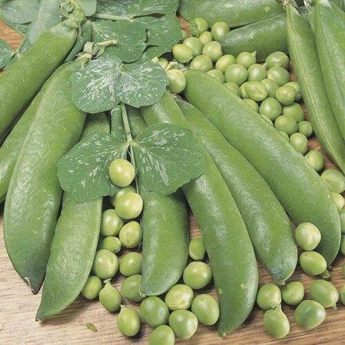 Pea Alderman Seeds Product Image