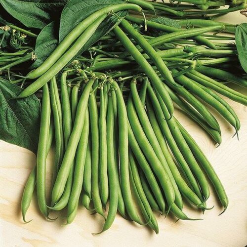 Dwarf Bean Rondo Seeds Product Image