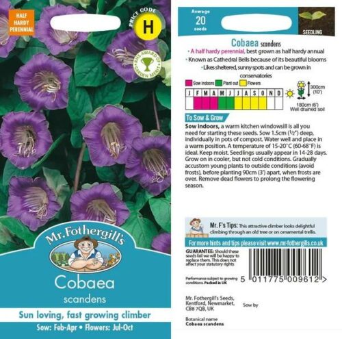 Cobaea scandens Seeds Product Image