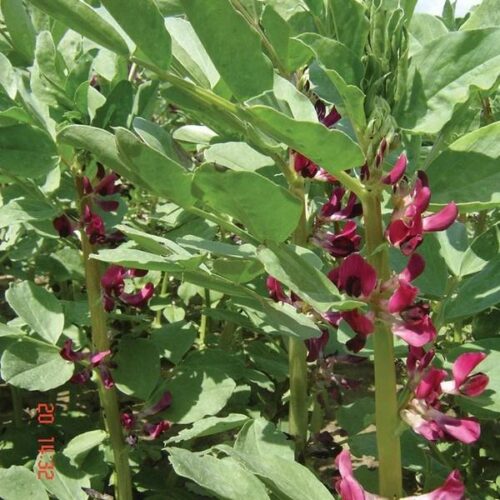 Broad Bean Crimson Flowered Vegetable Seeds Product Image