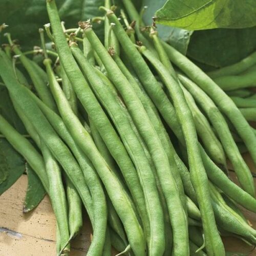 French (Dwarf) Bean Organdi Vegetable Seeds Product Image