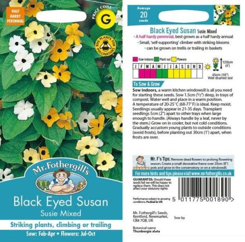 Black-eyed Susan Susie Mixed Product Image