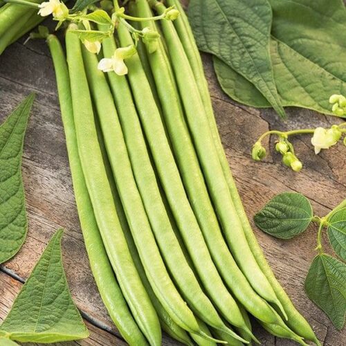 Climbing Bean Python Seeds Product Image