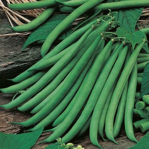 Dwarf Bean Ferrari Seeds Product Image