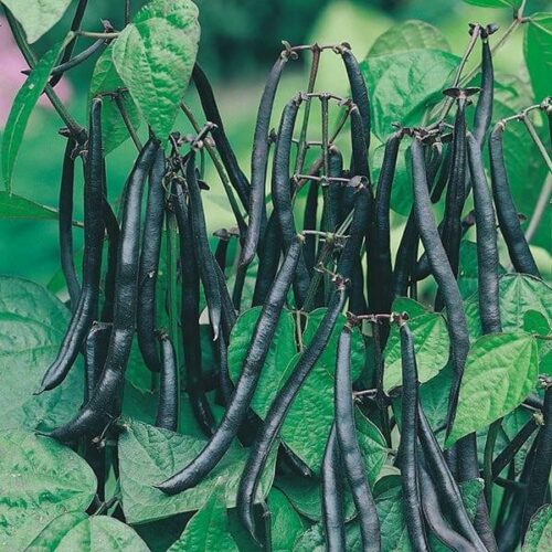 Dwarf Bean Purple Teepee Seeds Product Image