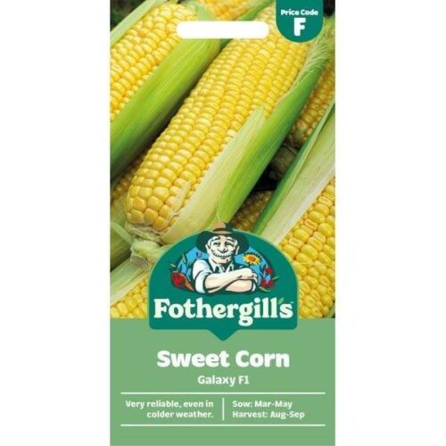 SweetCorn Galaxy F1 Seeds Product Image