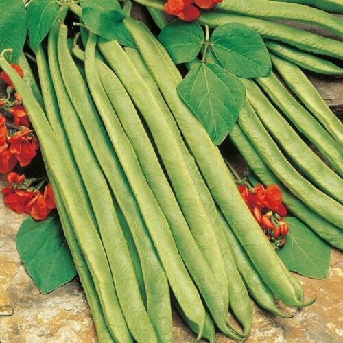 Runner Bean Lady Di Seeds Product Image