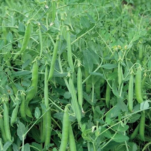 Pea Johan Vegetable Seeds Product Image