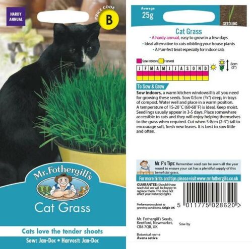 Cat Grass Seeds Product Image
