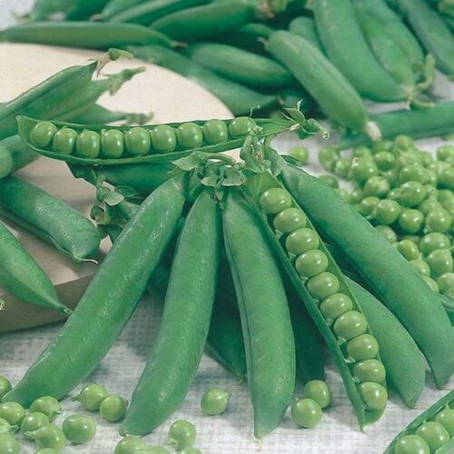 Pea Kelvedon Wonder Seeds Product Image
