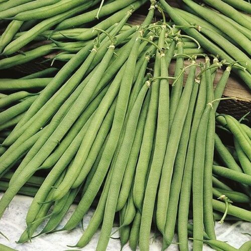 Dwarf Bean Stanley Seeds Product Image