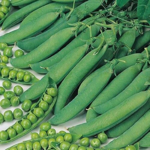 Pea Hurst Green Shaft Seeds Product Image