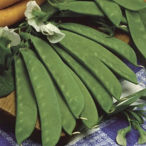 Pea (Mangetout) Sweet Sahara Product Image