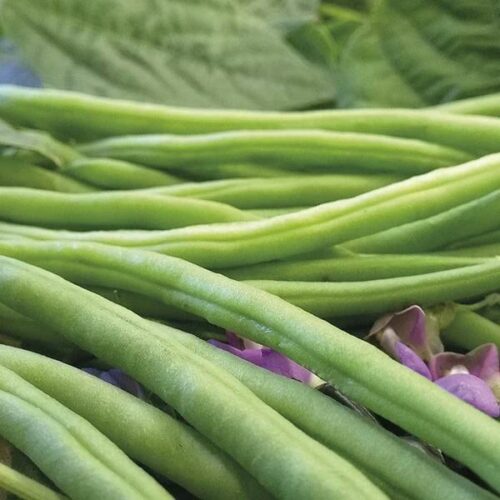 Dwarf French Bean Nautica Product Image